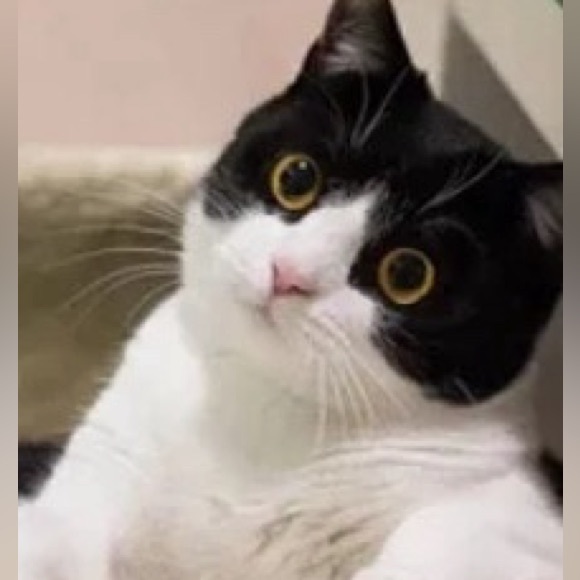 (NEW)Yellow PetPack Clear Bubble Carrying Bag Small, dogs Cats, Space Capsule - Picture 14 of 15